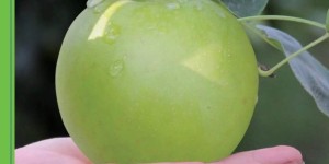 不用套袋的梨果品种——苏翠1号，低成本高产量！