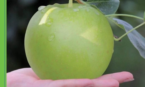 不用套袋的梨果品种——苏翠1号，低成本高产量！